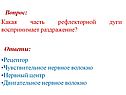 Часть рефлекторной дуги