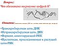 Транскрибируемая цепь ДНК