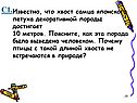 Хвост самца японского петуха декоративной породы достигает 10 метров
