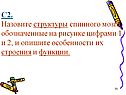 С2. Назовите структуры спинного мозга, обозначенные на рисунке