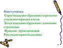 Серое вещество образовано короткими участками нервных клеток
