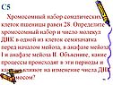 Хромосомный набор соматических клеток пшеницы равен 28