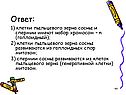 Клетки пыльцевого зерна сосны и спермии
