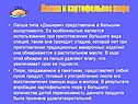Лапша и картофельное пюре