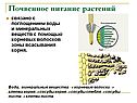 Почвенное питание растений
