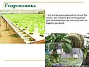 Гидропоника