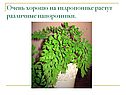 Очень хорошо на гидропонике растут различные папоротники