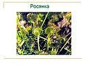 Росянка