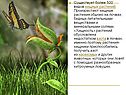 Существует более 500 видов хищных растений