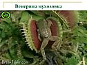 Венерина мухоловка
