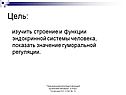 Строение и функции эндокринной системы