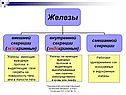 Железы