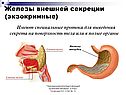 Железы внешней секреции
