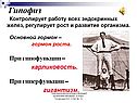 Гипофиз