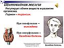 Щитовидная железа