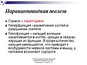 Паращитовидная железа