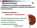 Надпочечники