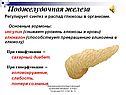 Поджелудочная железа