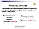 Половые железы