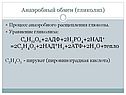 Анаэробный обмен (гликолиз)