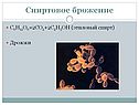 Спиртовое брожение