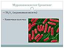 Муравьинокислое брожение