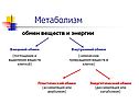 Энергетический обмен в клетке