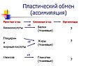 Пластический обмен (ассимиляция)