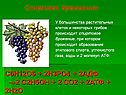 Спиртовое брожжение