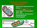 Полное кислородное расщепление