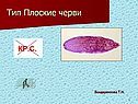 Тип Плоские черви