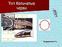 Тип Кольчатые черви