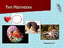 Тип Моллюски