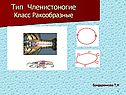 Тип Членистоногие Класс Ракообразные