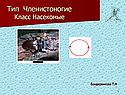 Тип Членистоногие Класс Насекомые