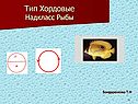 Тип Хордовые Надкласс Рыбы