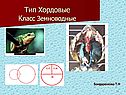 Тип Хордовые Класс Земноводные