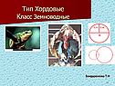 Тип Хордовые Класс Земноводные
