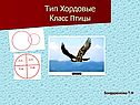 Тип Хордовые Класс Птицы
