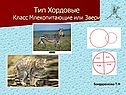 Тип Хордовые Класс Млекопитающие или Звери