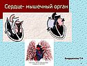 Сердце- мышечный орган