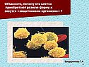 Объясните, почему эти клетки приобретают разную форму и зовутся