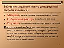 Работа по выведению нового сорта растений