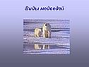 Виды медведей