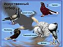 Искуственный отбор