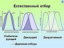 Естественный отбор