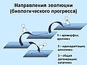 Направления эволюции (биологического прогресса)