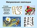 Направления эволюции
