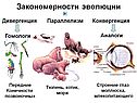 Закономерности эволюции