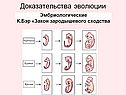 Доказательства эволюции